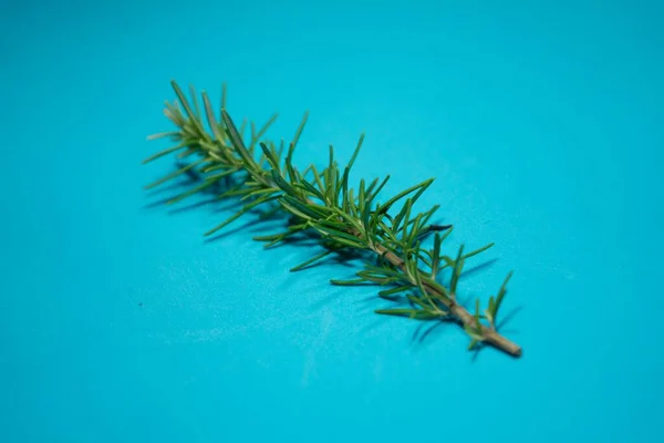 Eine Nahaufnahme Frischer Grüner Pflanzen Auf Blauem Hintergrund — Stockfoto