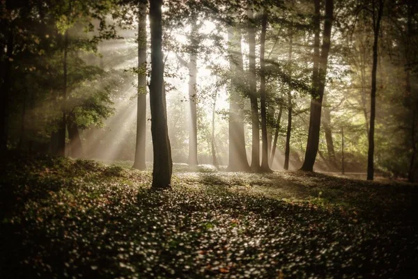 Φως Του Ήλιου Που Καλύπτει Δέντρα Στο Δάσος Φθινόπωρο — Φωτογραφία Αρχείου