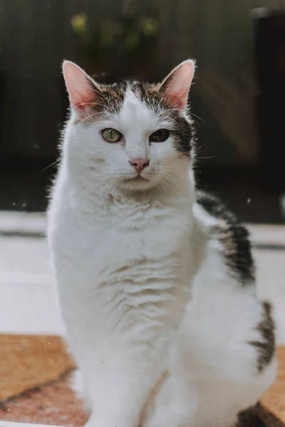 一只白灰相间 脾气暴躁的猫坐在地上凝视着摄像机的垂直镜头 — 图库照片