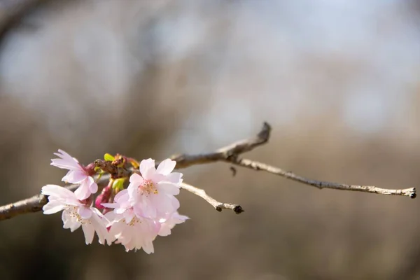 Gros Plan Sélectif Une Fleur Cerisier Poussant Sur Arbre — Photo