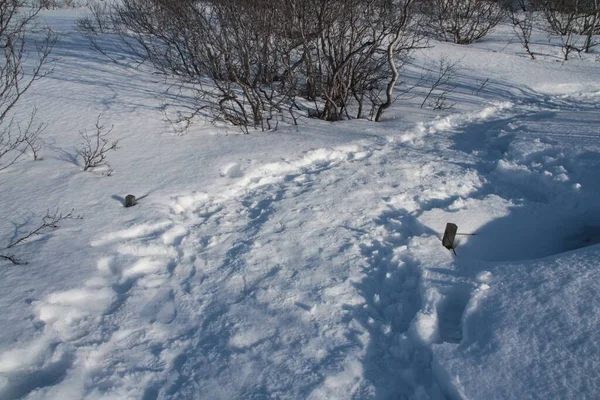 Een Landschap Uitzicht Het Veld Bedekt Met Sneeuw Bomen Met — Stockfoto