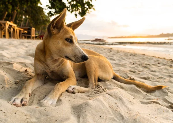 Closeup Shot Basenji Dog Lying Sand Beach — Stock Photo, Image