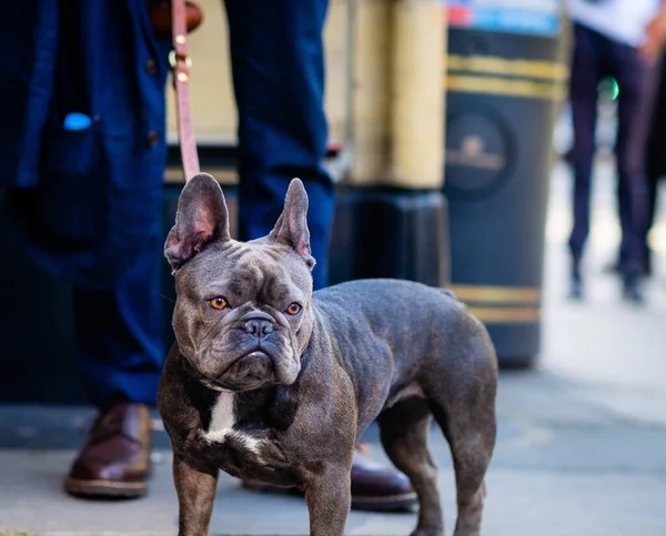 Een Zwarte Franse Bulldog Straat Omringd Door Mensen — Stockfoto