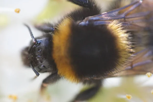 Selektywne Ujęcie Pszczoły Miodnej — Zdjęcie stockowe