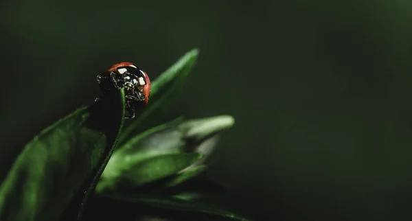 Yeşil Bir Yaprağın Üzerinde Oturan Uğur Böceğinin Yakın Plan Fotoğrafı — Stok fotoğraf