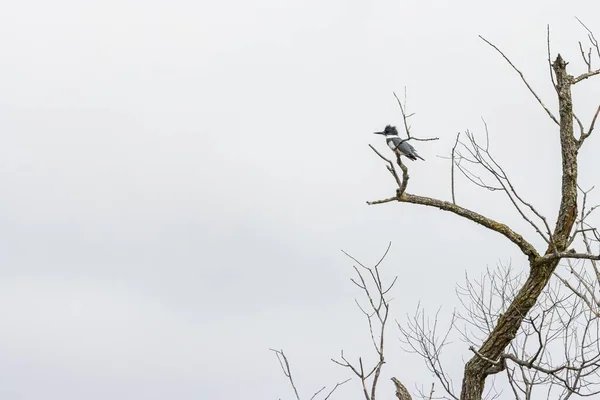 Een Specht Staand Een Boomtak Onder Een Bewolkte Hemel — Stockfoto