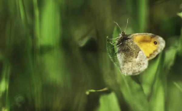 Primo Piano Una Farfalla Seduta Sull Erba Sfondo Verde Sfocato — Foto Stock