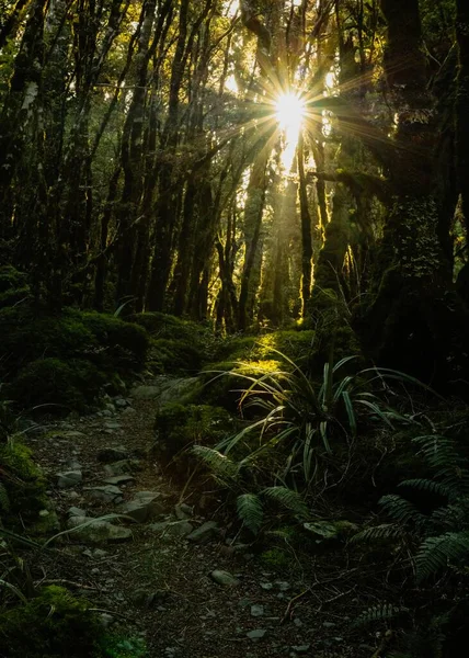 Вертикальний Постріл Стежки Через Ліс Сонцем Світиться Крізь Гілки — стокове фото