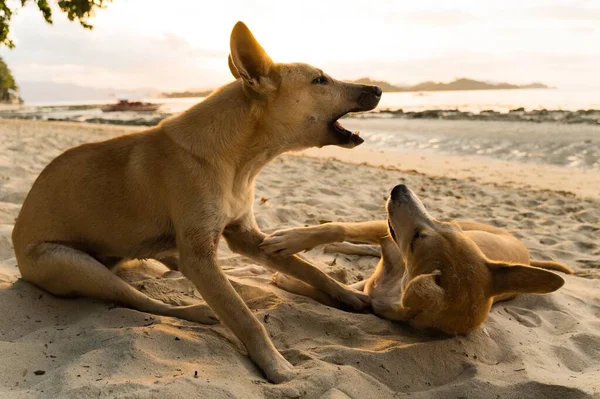 Primo Piano Due Cani Basenji Sdraiati Sulla Sabbia Spiaggia — Foto Stock