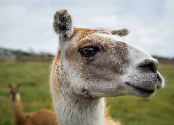 ラマの頭のクローズアップショット — ストック写真