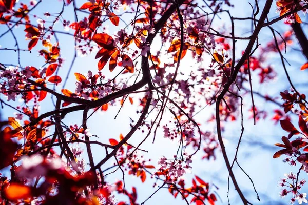 Primer Plano Una Hermosa Flor Cerezo Con Sol Brillante Fondo — Foto de Stock