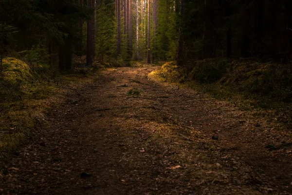 Дорога Посеред Лісу Високими Зеленими Деревами Чудово Підходить Фону — стокове фото