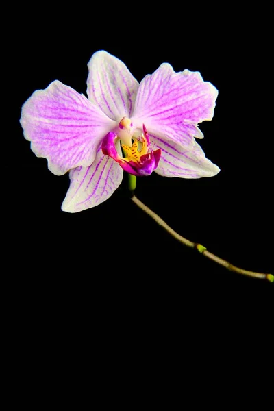Siyah Arka Planda Izole Edilmiş Işıkların Altında Bir Doritaenopsis Dikey — Stok fotoğraf