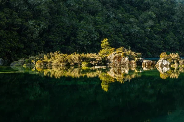 Vacker Bild Vatten Som Reflekterar Gröna Växter Och Träd — Stockfoto