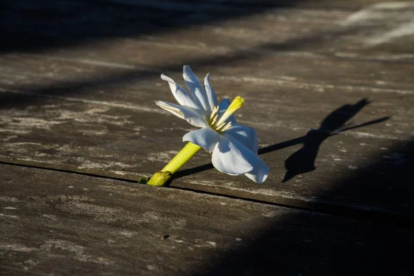 Primo Piano Bellissimo Fiore Bianco Che Cresce Attraverso Bosco — Foto Stock