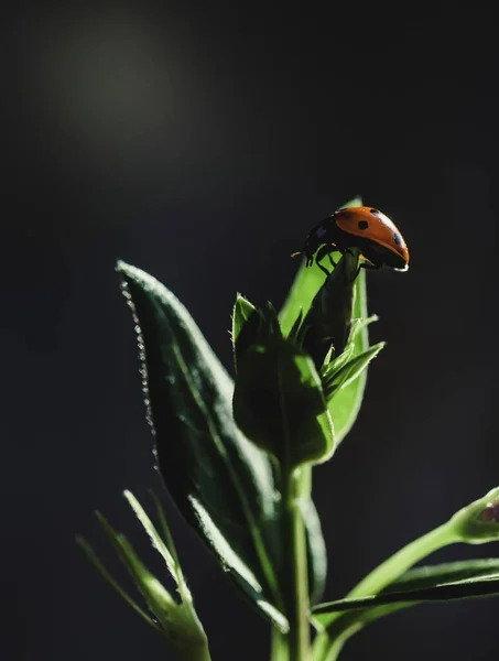 花の芽の上に座っているテントウムシの垂直クローズアップショット — ストック写真