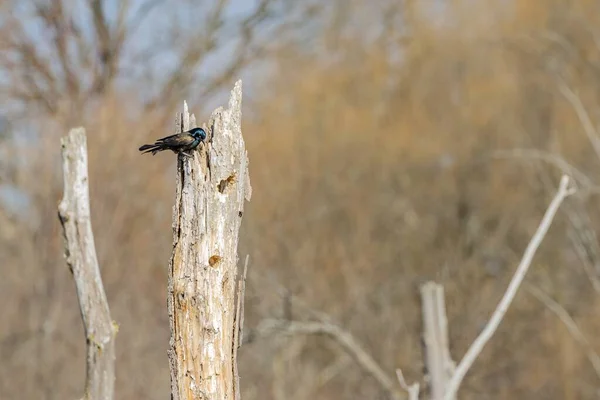 Beautiful Bird Standing Tree — Stock Photo, Image