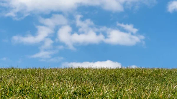 Césped Verde Con Cielo Azul Claro Durante Día —  Fotos de Stock