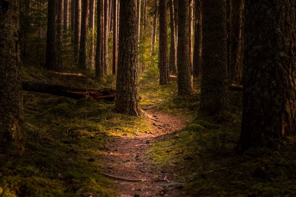 Caminho Meio Uma Floresta Com Árvores Altas Ótimo Para Fundo — Fotografia de Stock