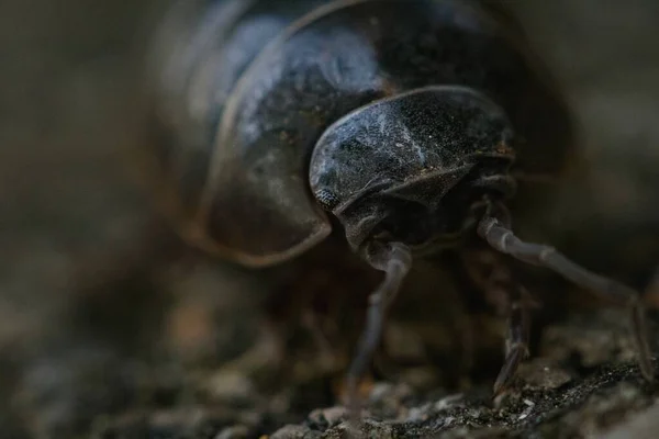 어두운 배경에 곤충의 — 스톡 사진
