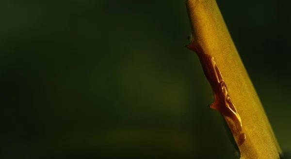 Detailní Záběr Pichlavého Stonku Červenou Krví — Stock fotografie