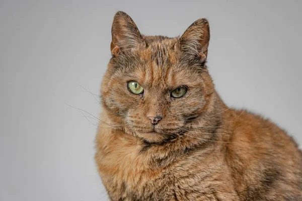 Orange Grinig Katt Tittar Kameran Med Vit Bakgrund — Stockfoto