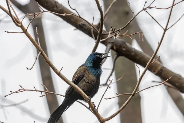 European Starling Tree Branch — Stock Photo, Image