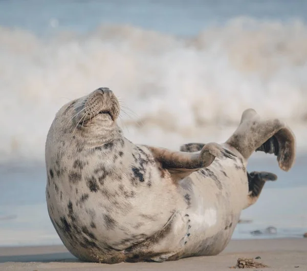 Sebuah Anjing Laut Pantai Pada Siang Hari — Stok Foto