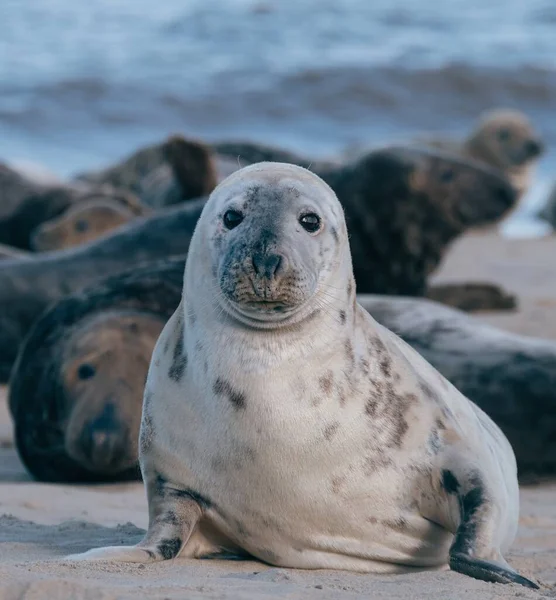 Een Zeehond Omringd Door Anderen Het Strand — Stockfoto