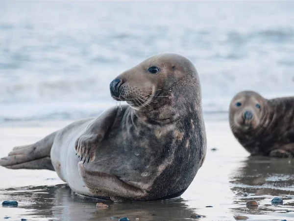 Twee Zeehonden Naast Elkaar Het Strand — Stockfoto