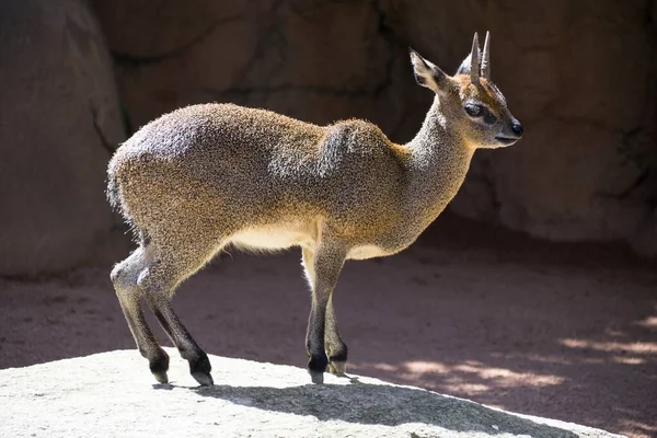 Gros Plan Klipspringer Sur Sol Entouré Roches Sous Lumière Soleil — Photo