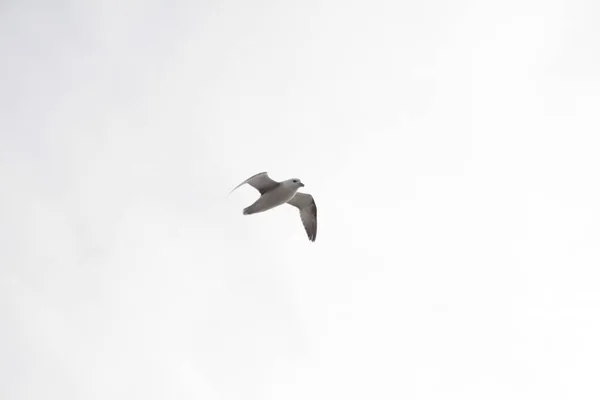 Vacker Bild Vit Fågel Som Flyger Den Blå Himlen Island — Stockfoto