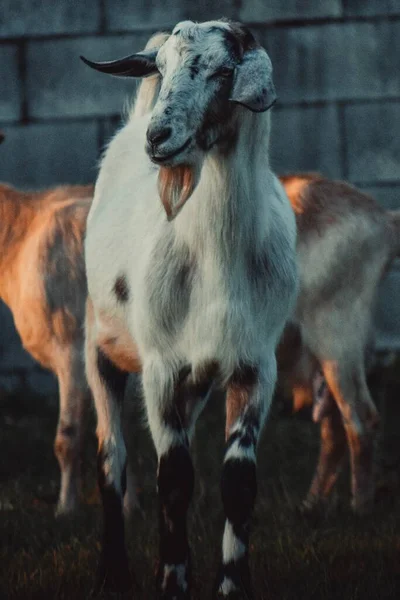 Vertical Shot Goat Others Front Wall — Stock Photo, Image