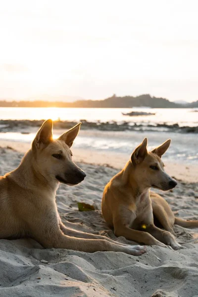 Primo Piano Verticale Due Cani Basenji Sdraiati Sulla Sabbia Spiaggia — Foto Stock
