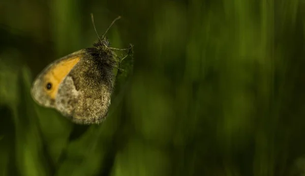 Tiro Close Uma Borboleta Sentada Grama Fundo Verde Turvo — Fotografia de Stock