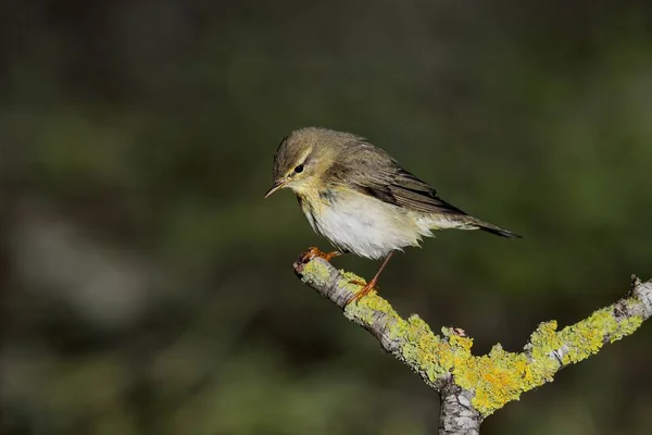 Spring Migrant Willow Warbler Phylloscopus Trochilus Perch Lichens Feathers Wet — Stock Photo, Image