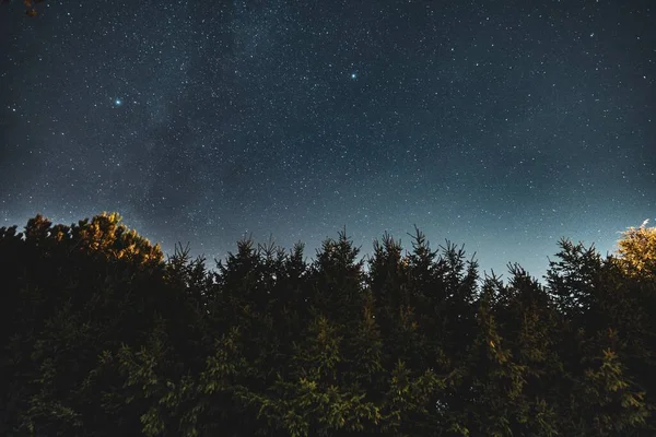 Krásný Nízkoúhlý Záběr Lesa Obloha Plná Začátků — Stock fotografie