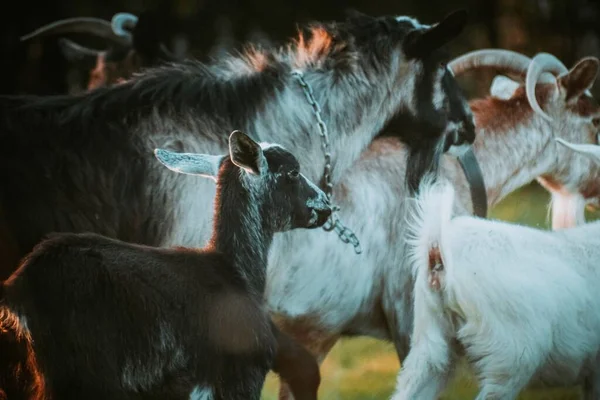 Nahaufnahme Mehrerer Ziegen Auf Einem Feld — Stockfoto