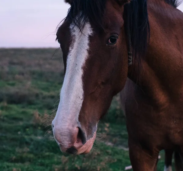 Gros Plan Cheval Avec Une Ligne Blanche Sur Tête — Photo