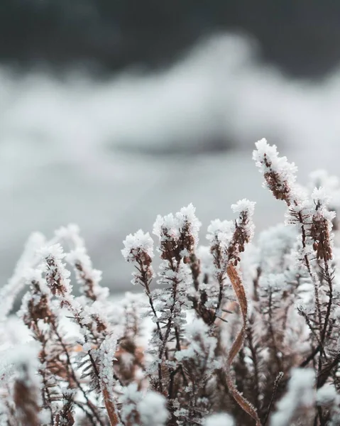 Een Verbazingwekkende Verticale Close Van Bloemen Bedekt Met Sneeuw Tijdens — Stockfoto