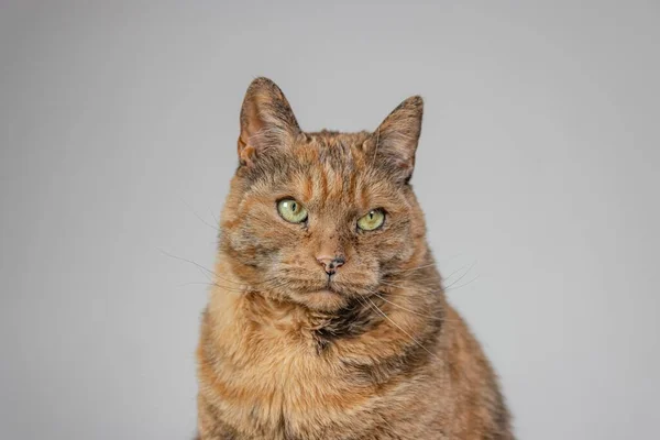 Orange Grinig Katt Med Vit Bakgrund — Stockfoto