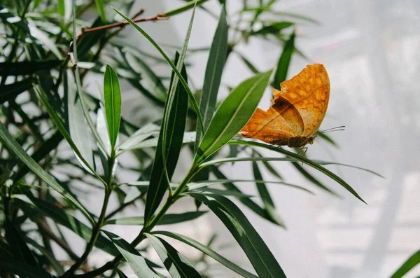 Yeşil Yapraklı Bir Kelebeğin Yakın Plan Çekimi — Stok fotoğraf