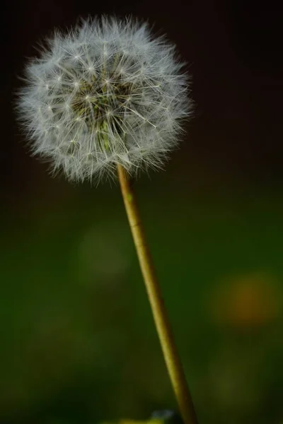 Primer Plano Enfoque Selectivo Hermoso Diente León Común — Foto de Stock