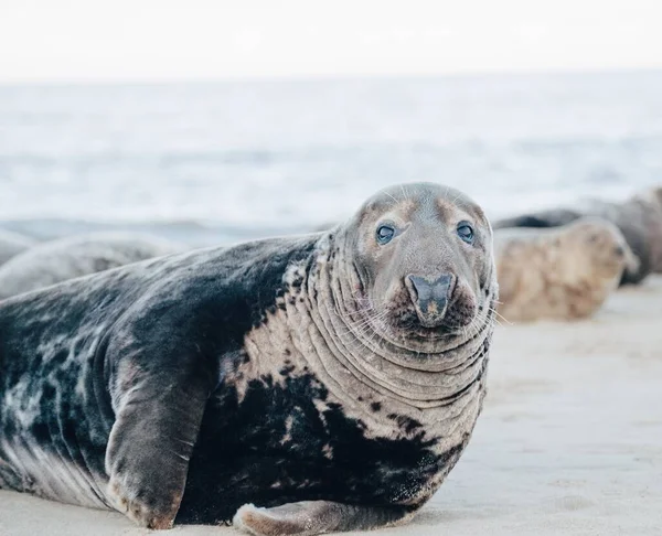Тюлень Пляже Дневное Время — стоковое фото