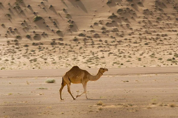 Uno Scatto Cammello Giro Deserto Durante Giorno — Foto Stock