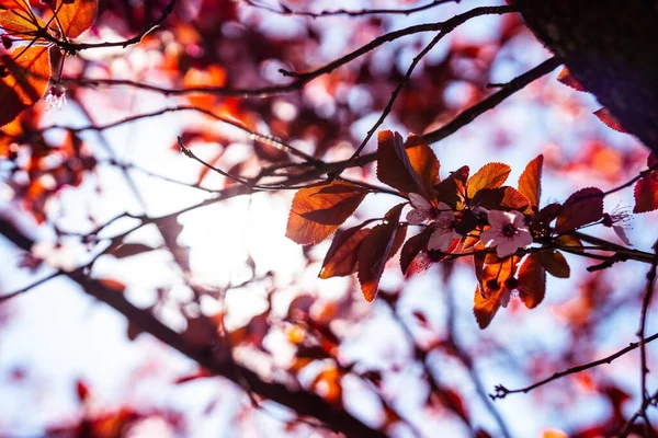 Closeup Beautiful Cherry Blossom Bright Sun Blurry Background — Stock Photo, Image