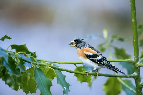 Enfoque Selectivo Lindo Pájaro Tambaleante Sentado Una Rama Árbol Con — Foto de Stock