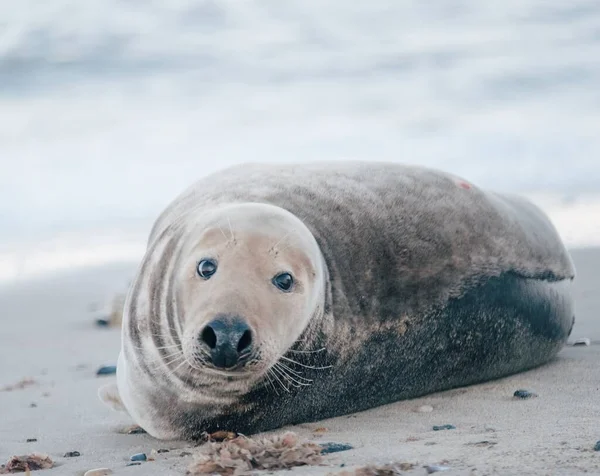 Тюлень Лежащий Пляже Днем — стоковое фото