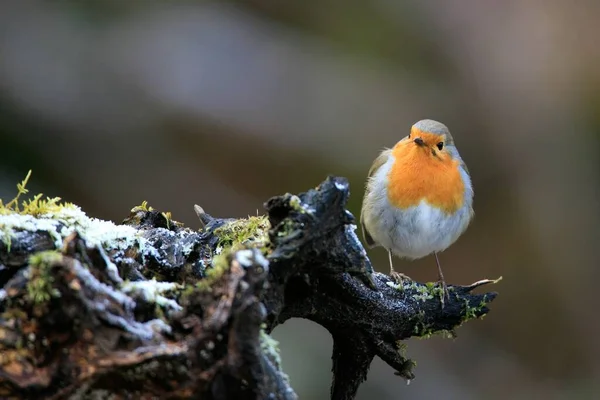 Enfoque Selectivo Lindo Pájaro Robin Europeo Sentado Rama Musgosa Con —  Fotos de Stock