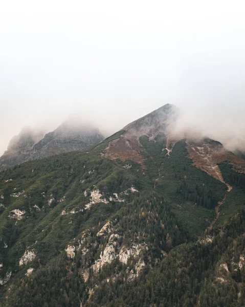 Beau Plan Vertical Sommet Couvert Arbres Forestiers Brouillard Sur Dessus — Photo